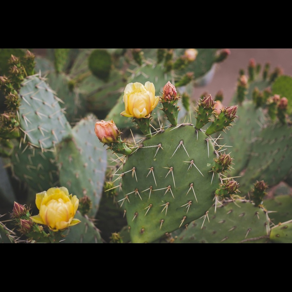 Cactus Print